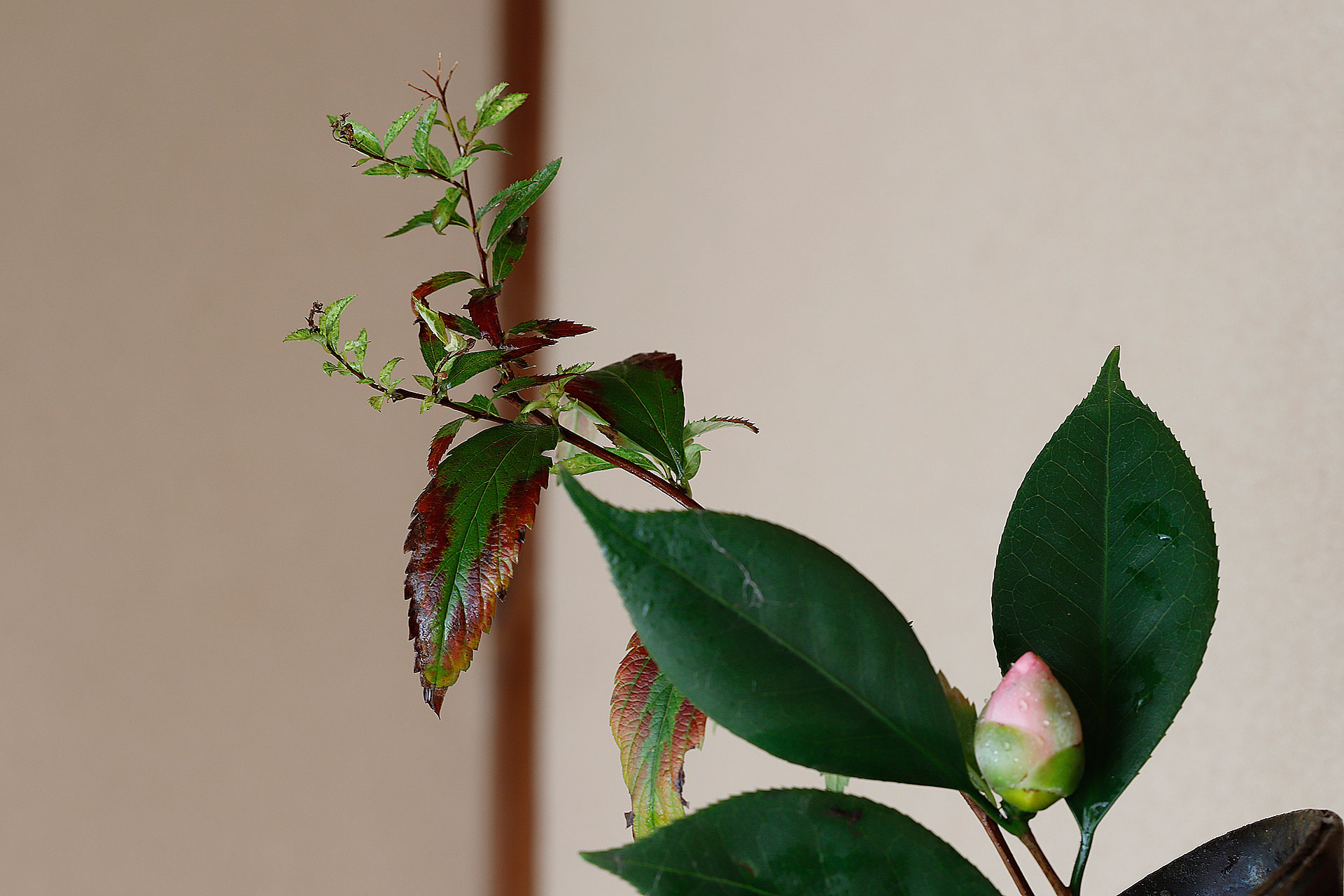 茶道 花 教室 表千家 堂後茶道教室 茶花 茶事 茶会 11月 設え 霜月 手桶 井伊宗観 鬼萩 万代屋釜