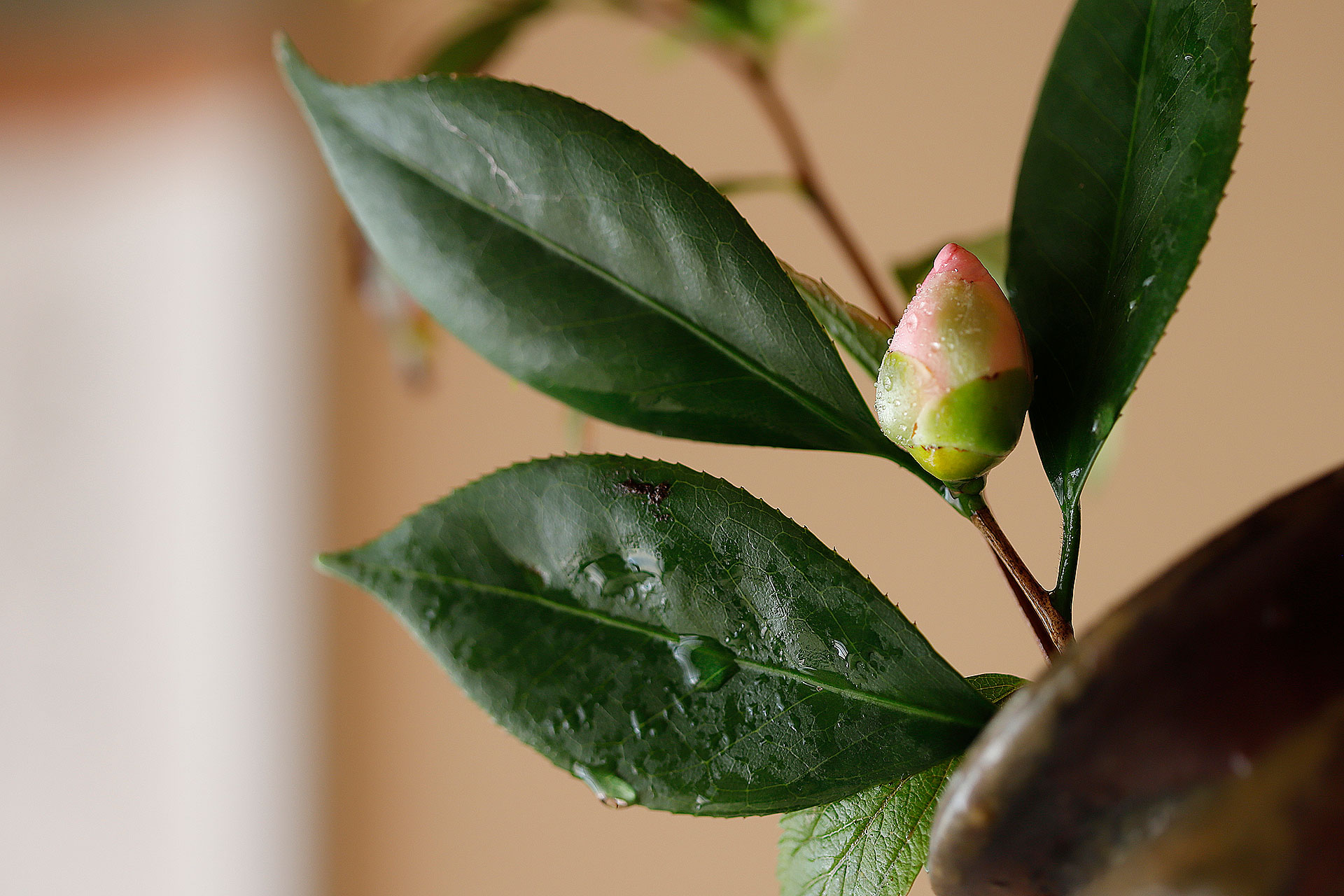 茶道 花 教室 表千家 堂後茶道教室 茶花 茶事 茶会 11月 設え 霜月 手桶 井伊宗観 鬼萩 万代屋釜
