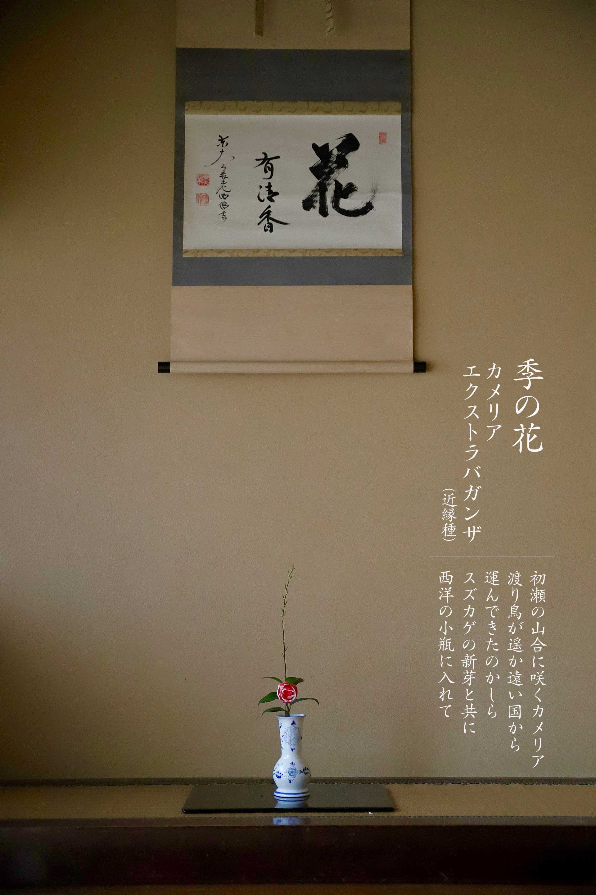 茶道 花 教室 表千家 堂後茶道教室 茶花 茶事 茶会 東大寺 絞り椿 エクストラバガンザ カメリア スズカゲ デルフト