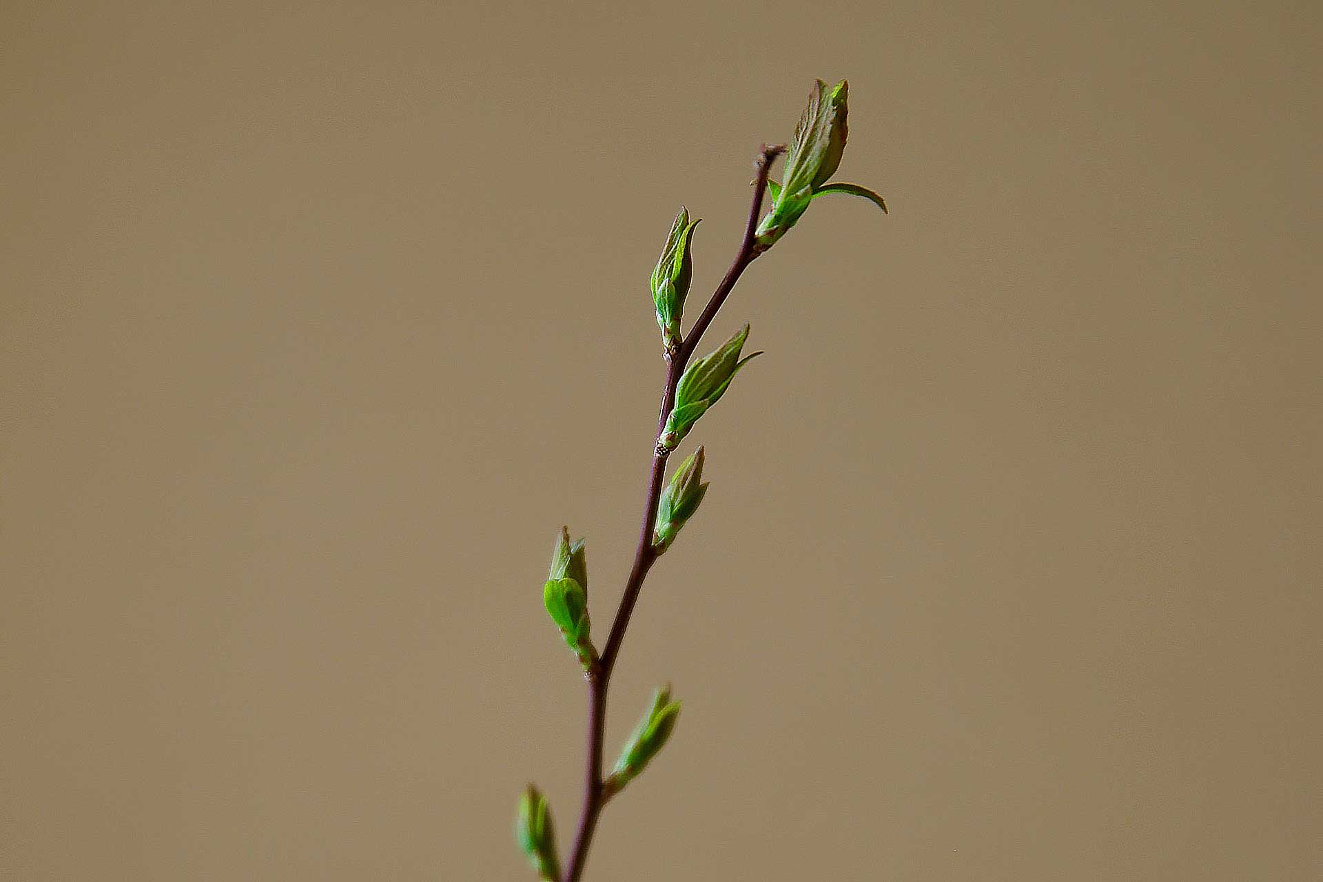 茶道 花 教室 表千家 堂後茶道教室 茶花 茶事 茶会 東大寺 絞り椿 エクストラバガンザ カメリア スズカゲ デルフト