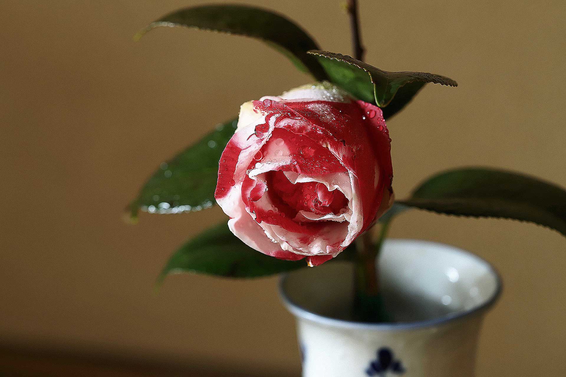 茶道 花 教室 表千家 堂後茶道教室 茶花 茶事 茶会 東大寺 絞り椿 エクストラバガンザ カメリア スズカゲ デルフト